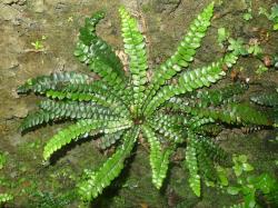 Blechnum banksii. Sterile plants with slightly fleshy fronds growing on a coastal rock bank.
 Image: L.R. Perrie © Te Papa CC BY-NC 3.0 NZ